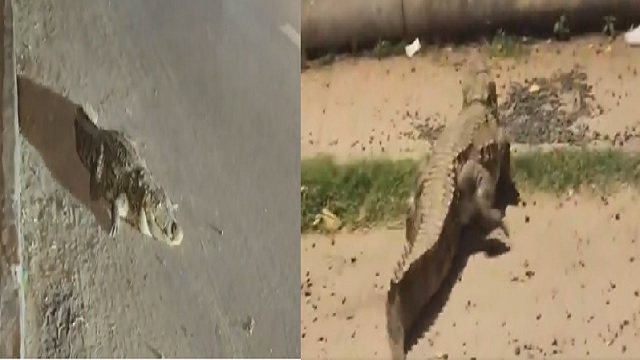 8-foot-crocodile-in-Vadodara